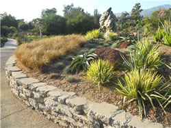Erosion Control Plants